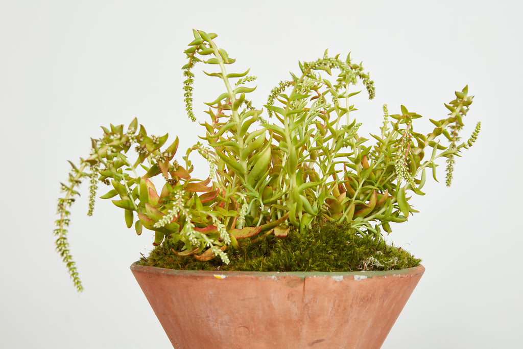 Willy Guhl Hourglass Pots