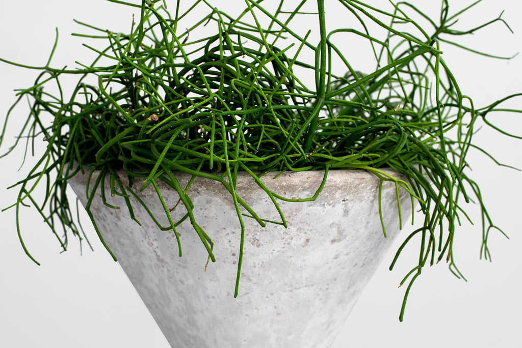 Willy Guhl Hourglass Planter - 37.5"