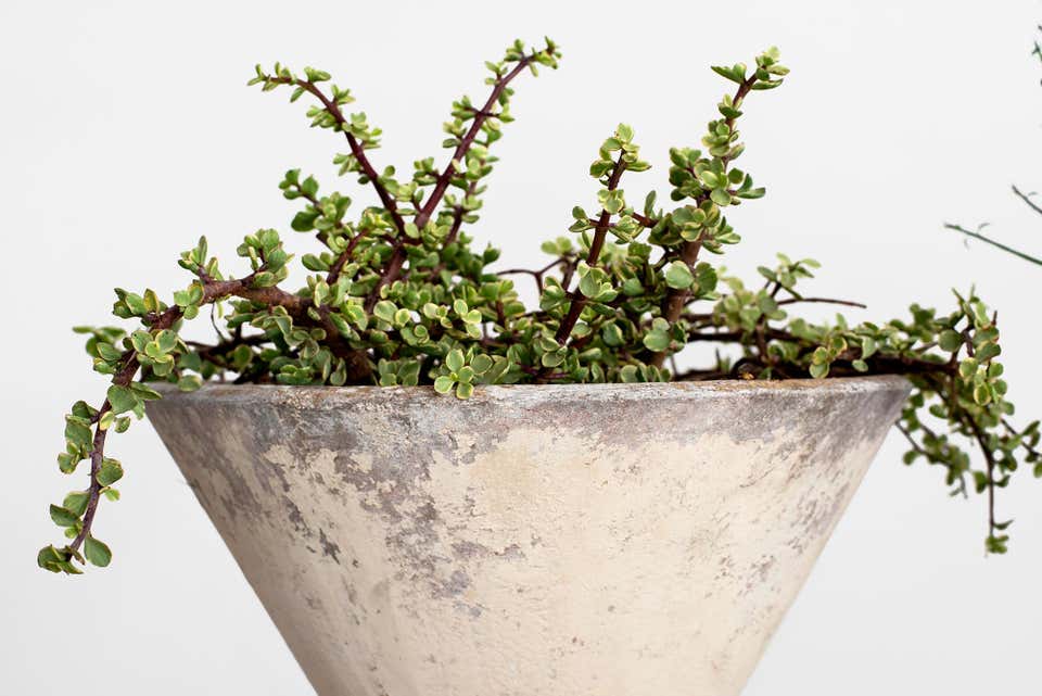 Willy Guhl Planters - 31.5"