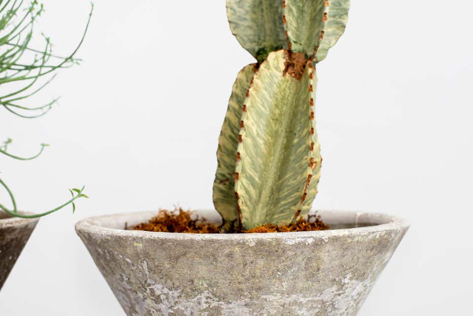 Willy Guhl Planters - 31.5"