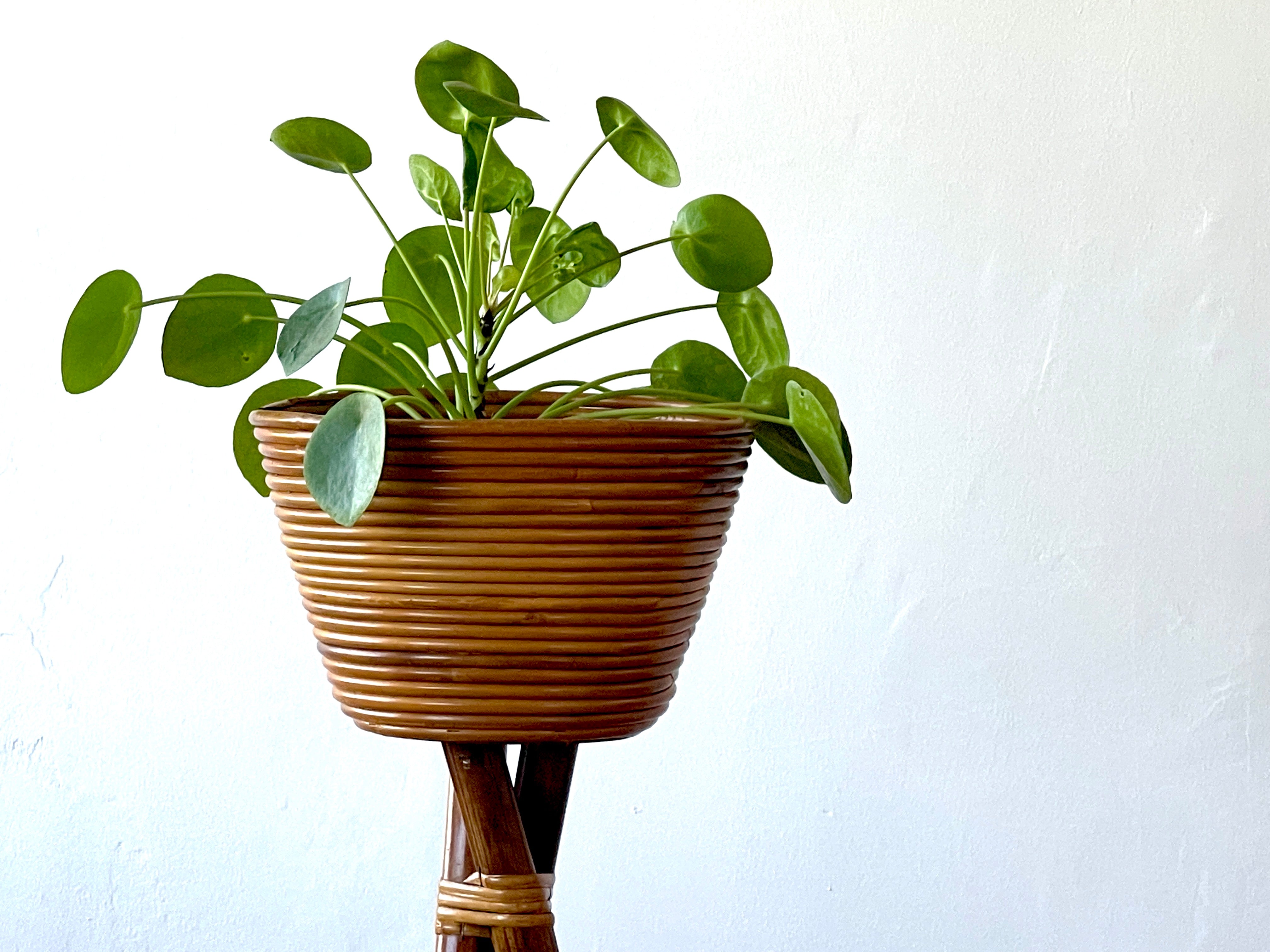 rattan plant stands indoor Italian Bamboo Plant Stands – Orange Furniture Los Angeles
